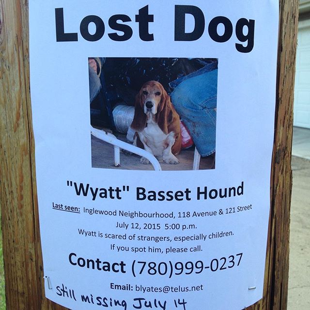 Lost store basset hound